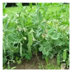 Горох семена овощной лучезарный 100г САДОВНИК