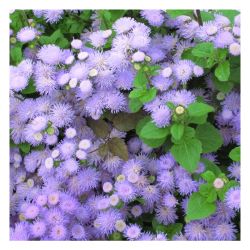 Агератум рассада