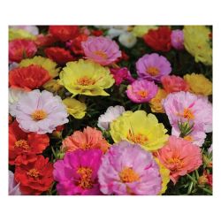 Портулак рассада