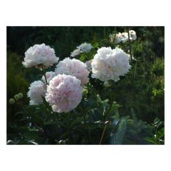 Пион букет парфе  ЦТК