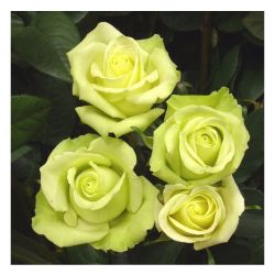 Роза ЖАДЕ /Семена Алтая/