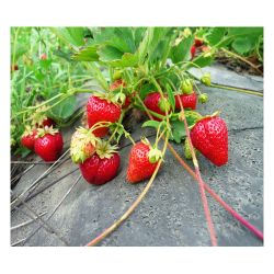 Клубника (усы)