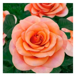 Роза ЭССЕЛЬ ДЕ ЛА МАРИ /Семена Алтая/