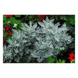 Цинерария рассада