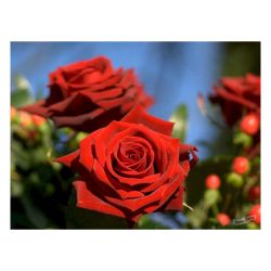 Роза ЛАВЛИ РЕД /Семена Алтая/