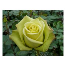 Роза НЕФРИТ /Семена Алтая/