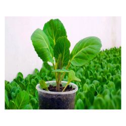 Капуста рассада 