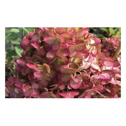 Гортензия петит черри  ПОИСК