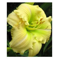 Лилейник БАТЕРКАП ПАРАД