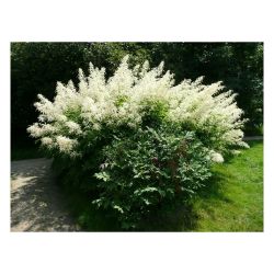 Волжанка рассада