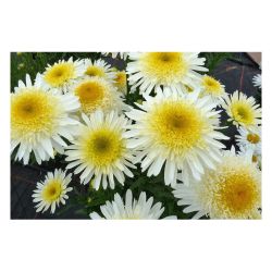 Нивяник РЕАЛ ГЛОРИ