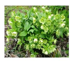 Морозник падуболистный  КОЛОРЛАЙН