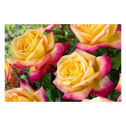 Роза МАФФИН /Семена Алтая/