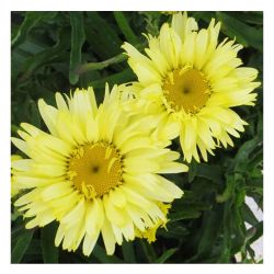 Нивяник ГОЛДФИНЧ