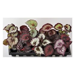 Бегония декоротивно-лиственная