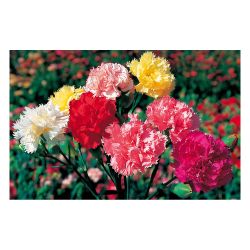 Гвоздика рассада