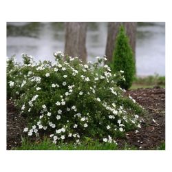 Лапчатка уайт леди  КОЛОРЛАЙН