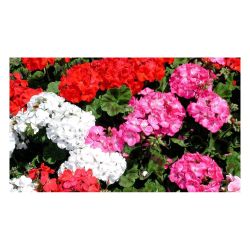 Лаванда рассада