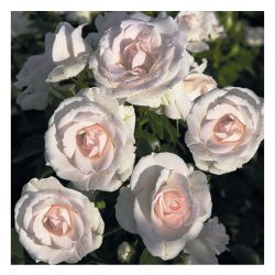 Роза АСПИРИН РОУЗ /Семена Алтая/