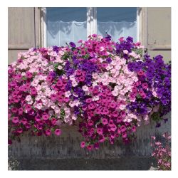 Петуния рассада вегетативная