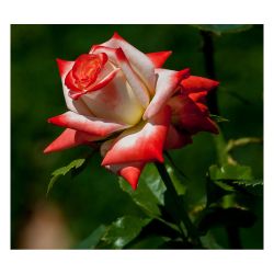 Роза ИМПЕРАТРИЦА ФАРАХ /Семена Алтая/