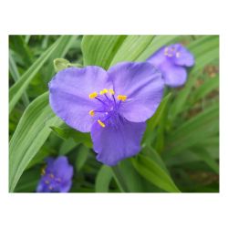 Традесканция рассада