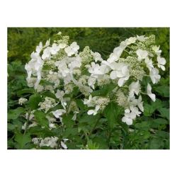 Гортензия Вайт Леди