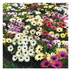 Остеоспермум рассада